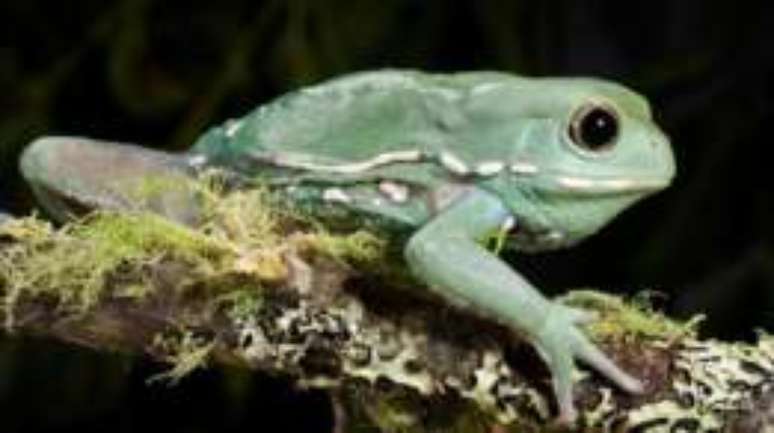 Algumas esp&eacute;cies de r&atilde;s acabam virando alvo justamente por armazenarem l&iacute;quido