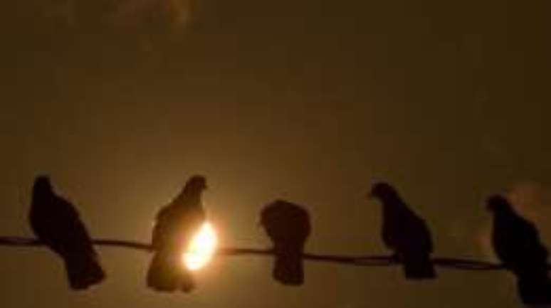 N&atilde;o foi apenas uma, mas duas pombas capturadas pela pol&iacute;cia na fronteira da India com o Paquist&atilde;o