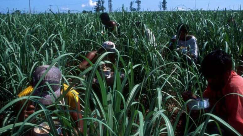 Fazendeiros deveriam reservar terras para a produção de alimentos ou para a produção de biocombustíveis?