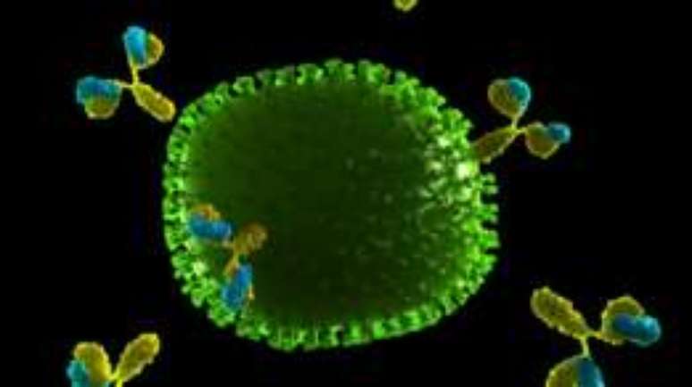 Anticorpos são estruturas formadas por proteínas; dietas com baixo teor proteico aumentam vulnerabilidade a doenças