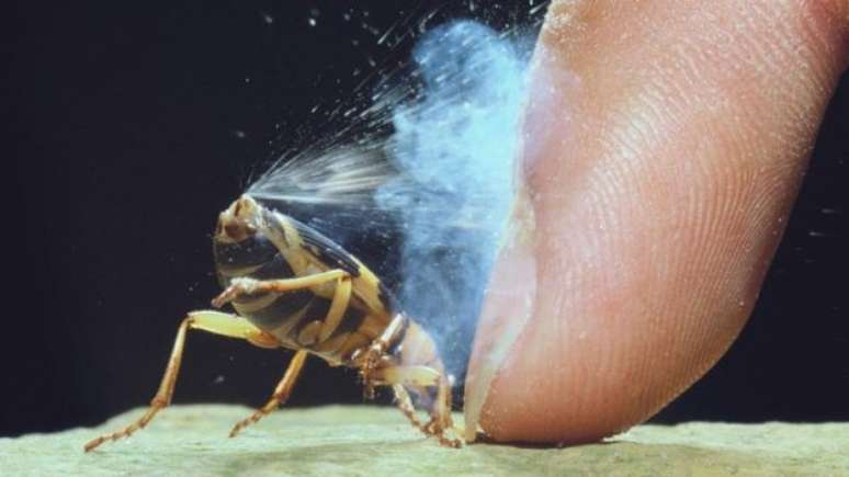 O besouro-artilheiro faz "detonações cáusticas"