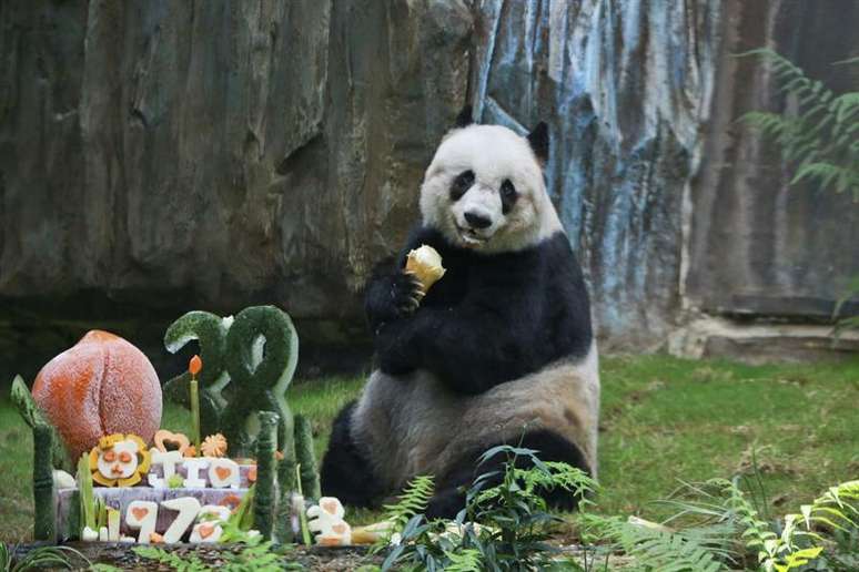 Jia Jia era o panda mais velho do mundo