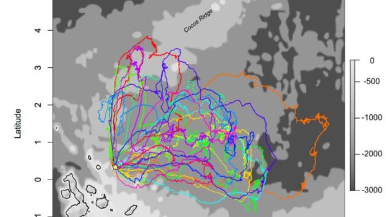 As fragatas têm que passar muito tempo voando em busca de alimento no mar; um dispositivo GPS registrou suas trajetórias 