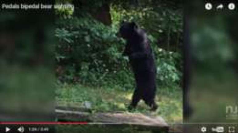 O urso Pedals foi avistado pela primeira vez em 2014