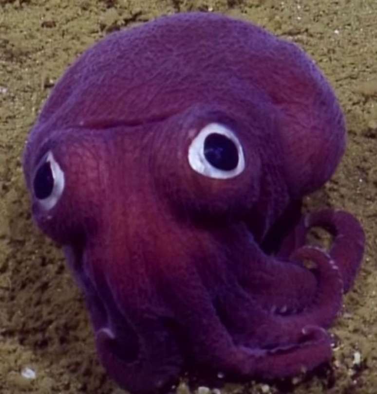 Estranho animal roxo apareceu no fundo do oceano e foi flagrado por expedição