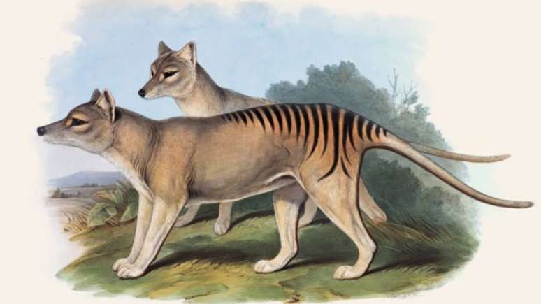 O tigre-da-tasmânia foi o maior marsupial carnívoro do mundo 