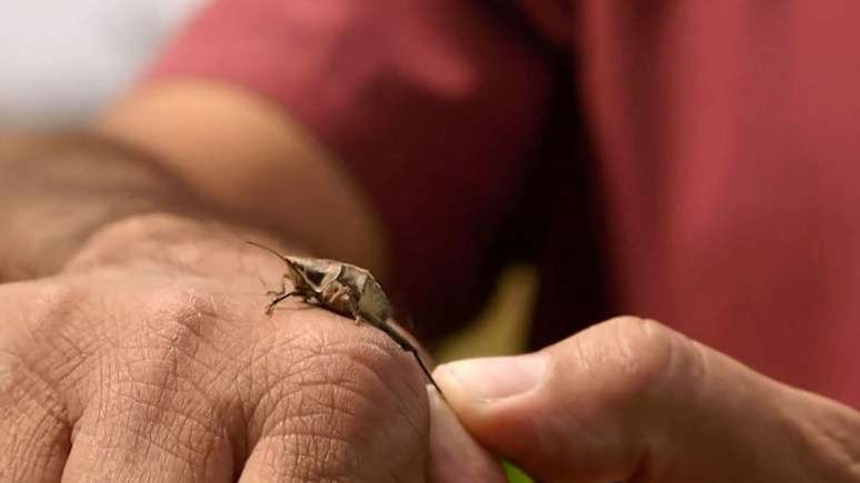 Fazendeiro mexicano parou de lutar contra os gafanhotos e decidiu criar os insetos para consumo