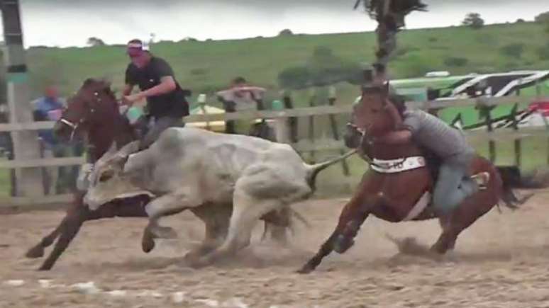 Laudo da Universidade Federal de Campina Grande (PB) apontou "lesões e danos irreparáveis" em bois e cavalos como resultado de vaquejadas