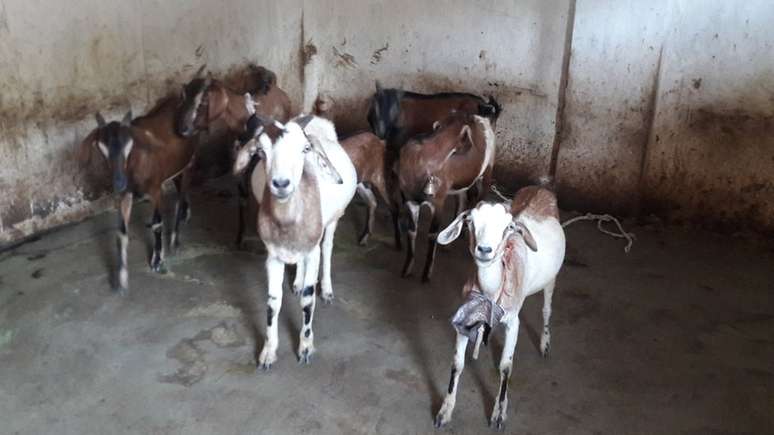 Kunwar vendeu cabras e bodes para levantar fundos