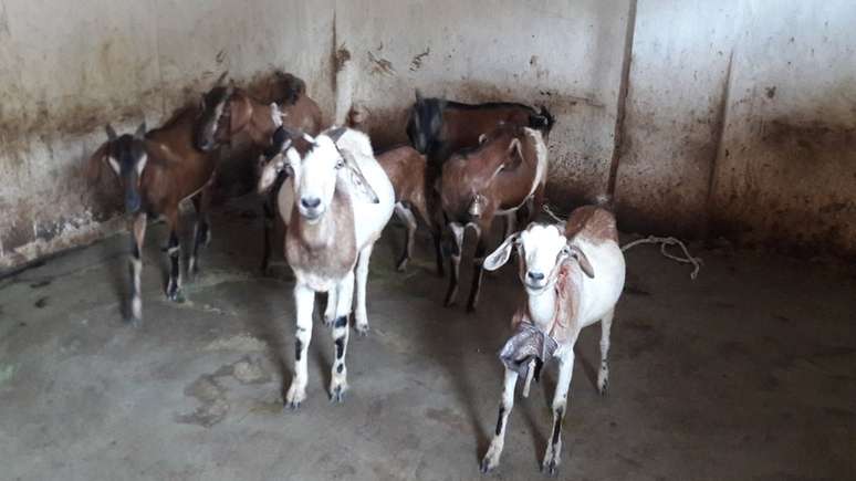 Kunwar vendeu cabras e bodes para levantar fundos