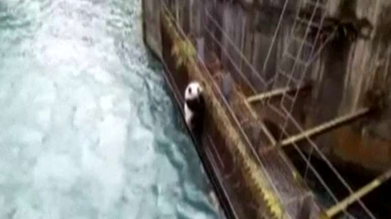 O animal foi resgatado por uma equipe de segurança em uma operação que demandou horas de trabalho.