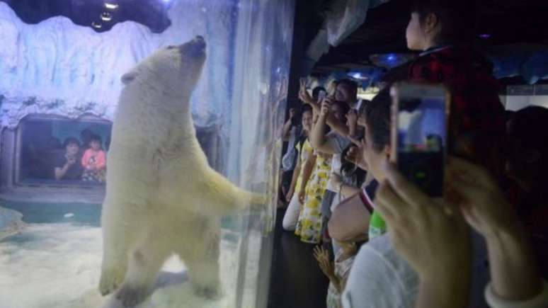Pizza recebeu o apelido de 'urso polar mais triste do mundo' após divulgação de fotos e vídeos feitos em shopping 