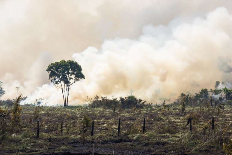 O Greenpeace defendeu mudança nas políticas de combate ao desmatamento.