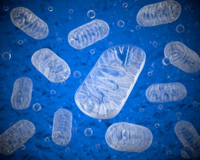 Os cientistas comprovaram que o DNA mitocondrial da doadora saudável se impunha na maioria dos óvulos submetidos à técnica de laboratório.