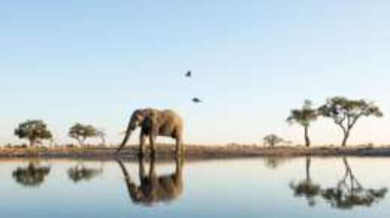 Elefantes estão entre os animais que reconhecem seu próprio reflexo