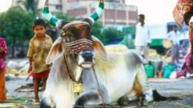 Mais de 20 Estados na Índia proíbem o abate de vacas, o consumo desse tipo de carne ou ambos