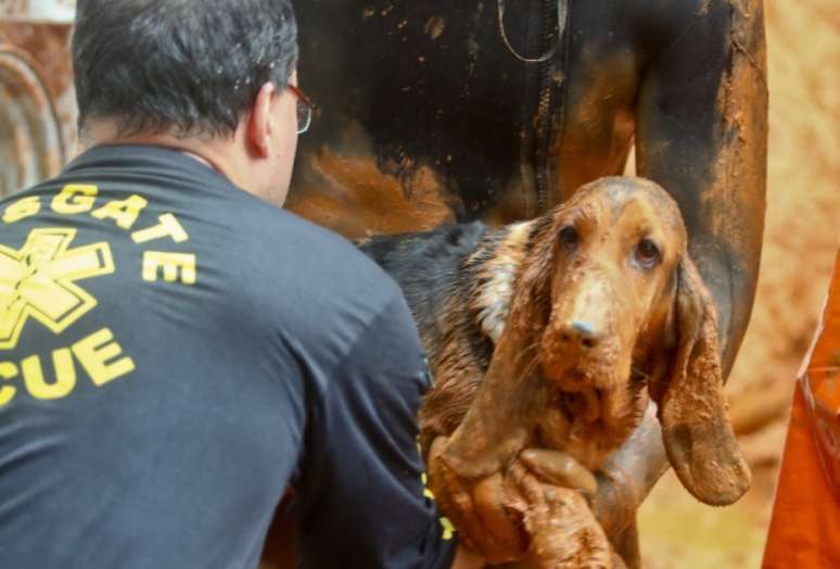 Cadela foi salva pela dona, que está em estado grave de saúde