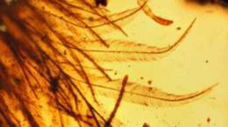 Descoberta d&aacute; pistas sobre a evolu&ccedil;&atilde;o das penas