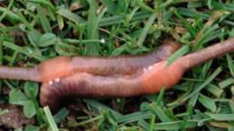 Minhocas podem passar at&eacute; tr&ecirc;s horas acasalando e trocam de parceiros com frequ&ecirc;ncia