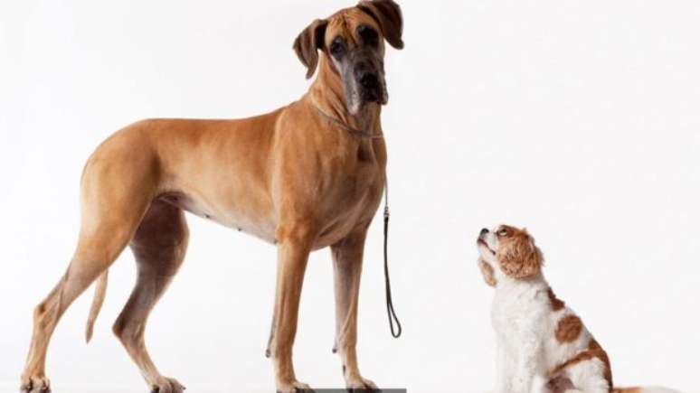 Cientistas ainda não sabem se genética ou ambiente falam mais alto em comportamento canino
