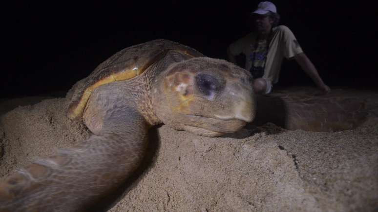 O norte do Espírito Santo, ao lado de áreas no Rio de Janeiro e do Nordeste, é a principal região de desova de tartarugas marinhas no litoral brasileiro, por ter areia e água do mar mais quentes