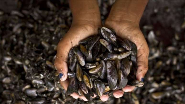 O sururu é a maior riqueza da Ilha de Deus e fornece renda a quase toda a comunidade