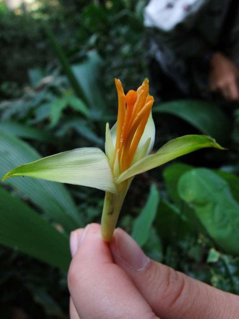 Musa Nanensis, uma espécie rara de banana