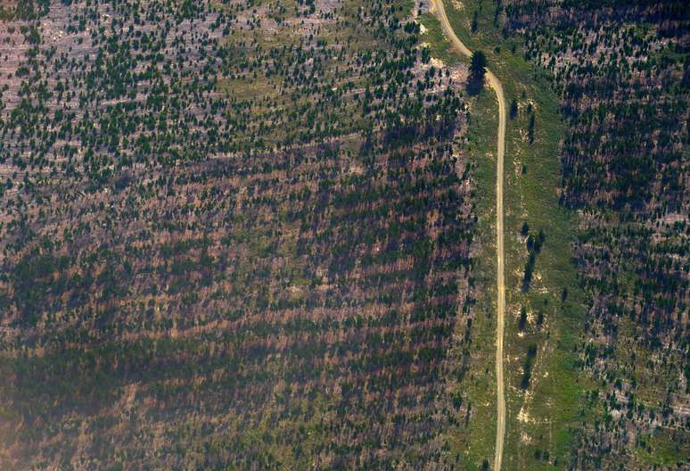 Uma estrada de terra pode ser vista em uma área de floresta onde as árvores foram recentemente cortadas, localizadas na Austrália.