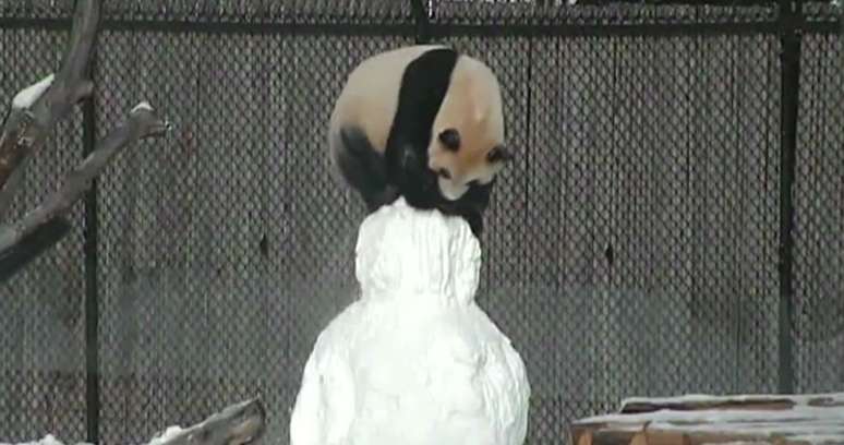 Funcionários de um zoológico de Toronto deram a Da Mao um presente especial de Natal
