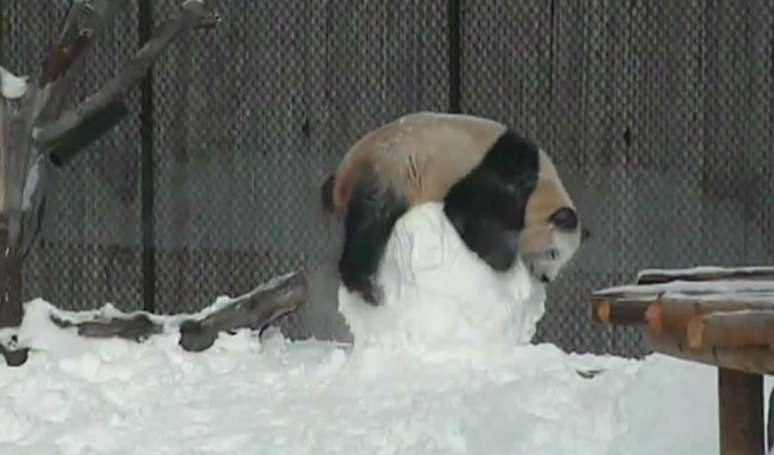 O panda adorou o novo "amigo"; - passou horas se divertindo com ele.