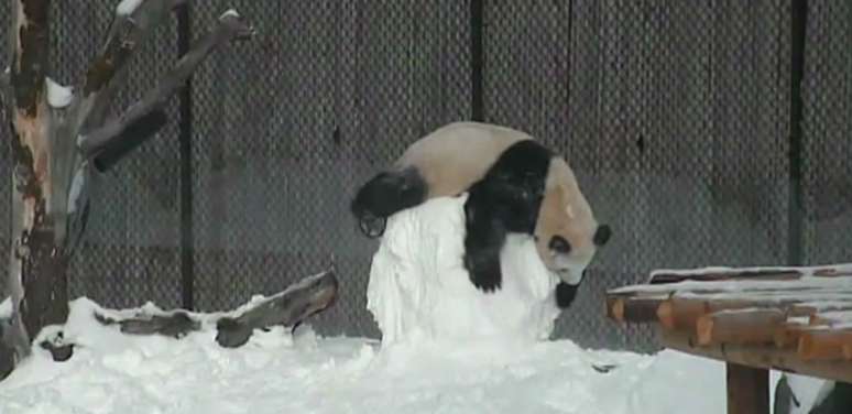 Baixa temperatura pode ser sinônimo de diversão - principalmente se você é um panda.