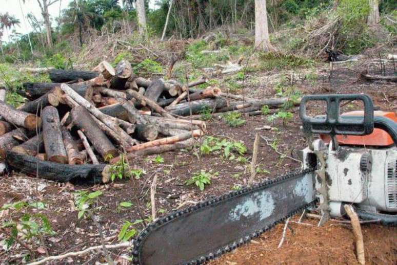 Junto com a multa, o Ibama aplica medidas cautelares, que são efetivas para controlar o desmatamento