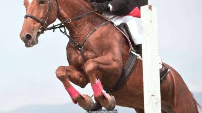 Um cavalo pode captar os pensamentos e sentimentos de seu cavaleiro