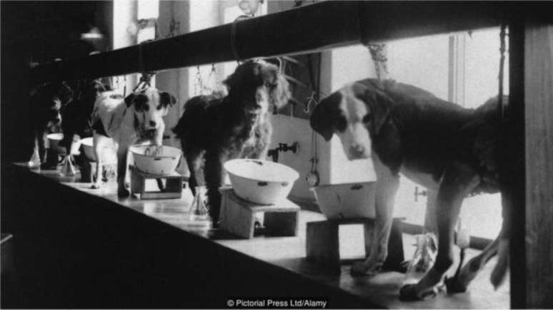 Os cachorros de Pavlov aprenderam a associar sinos com comida