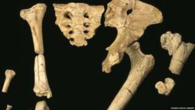 Ossos do esqueleto do hominídeo de 3,2 milhões de anos 