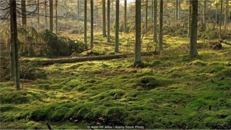 Condições ácidas em solo e água dos brejos dinamarqueses podem preservar corpos por séculos 
