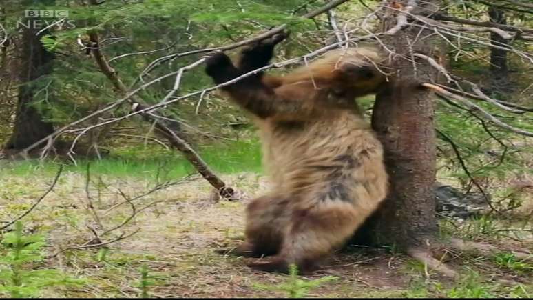 No fim do inverno, ursos pardos se desfazem de pelagem praticando uma &#039;dancinha&#039; bem particular; câmeras da BBC registraram este curioso comportamento animal.
