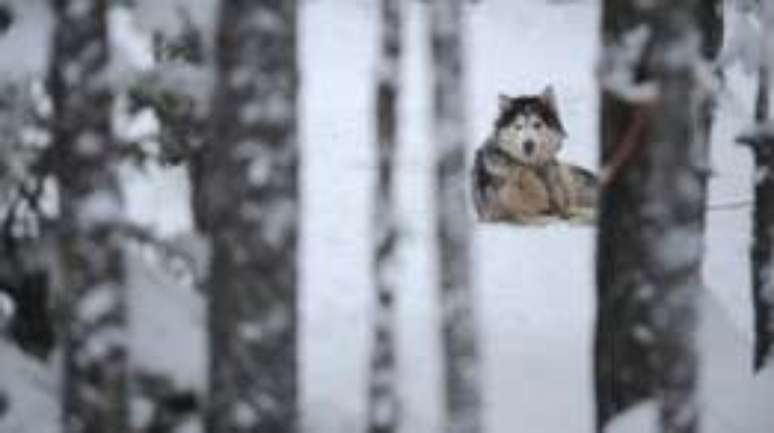 Os malamutes do Alasca perderam espa&ccedil;o para os huskies