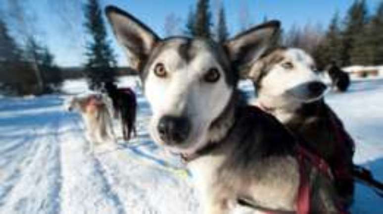 Passeios de tren&oacute; s&atilde;o atra&ccedil;&atilde;o tur&iacute;stica no Alasca