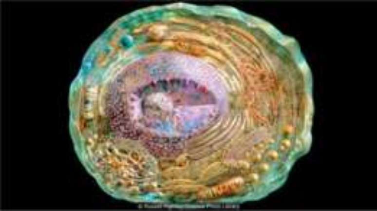 O mecanismo dentro das c&eacute;lulas &eacute; imensamente intrincado