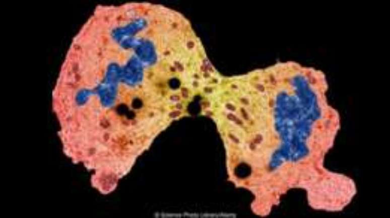 C&eacute;lulas se reproduzem ao se dividirem em duas