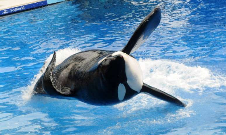 Tilikum foi uma das mais famosas orcas do parque SeaWorld