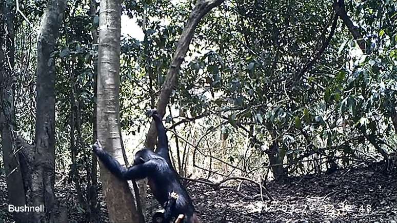 Cientistas registram imagens inéditas de chimpanzés produzindo e usando ferramentas para beber água