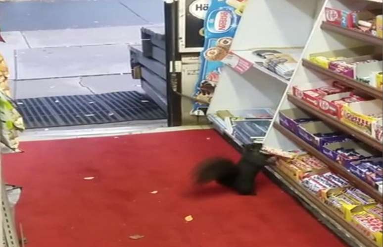 Loja no Canadá sofre desfalque com esquilos ladrões de chocolate