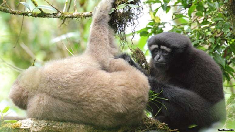 Primatas da província de Yunnan estão ameaçados por caça e desmatamento