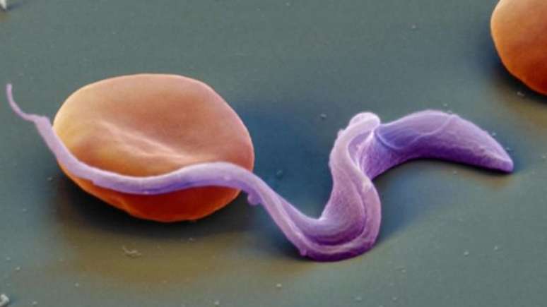 Parasita Trypanosoma brucei rhodesiense (roxo) é responsável por até 95% dos casos, principalmente na África Ocidental 