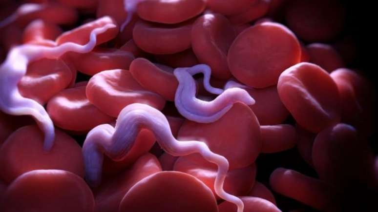 Além do sangue, parasitas também ficam na pele e na gordura do corpo 
