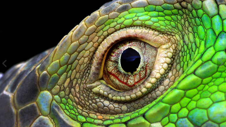 Uma piscada pode te fazer perder o momento certo de tirar a foto - como esse close bem no fundo dos olhos de uma iguana