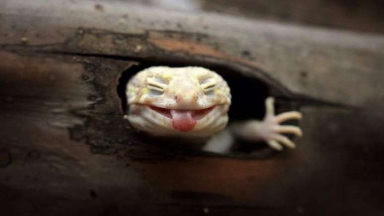 Essa foto de uma espécie de lagarto &#034;sorrindo&#034; é uma das que Roem descreve como &#034;sua favorita&#034;