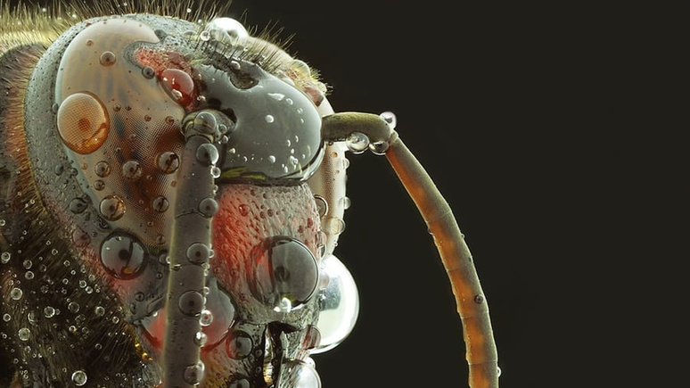 Detalhe incrível de uma vespa vermelha e preta